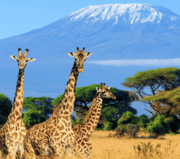 kenya